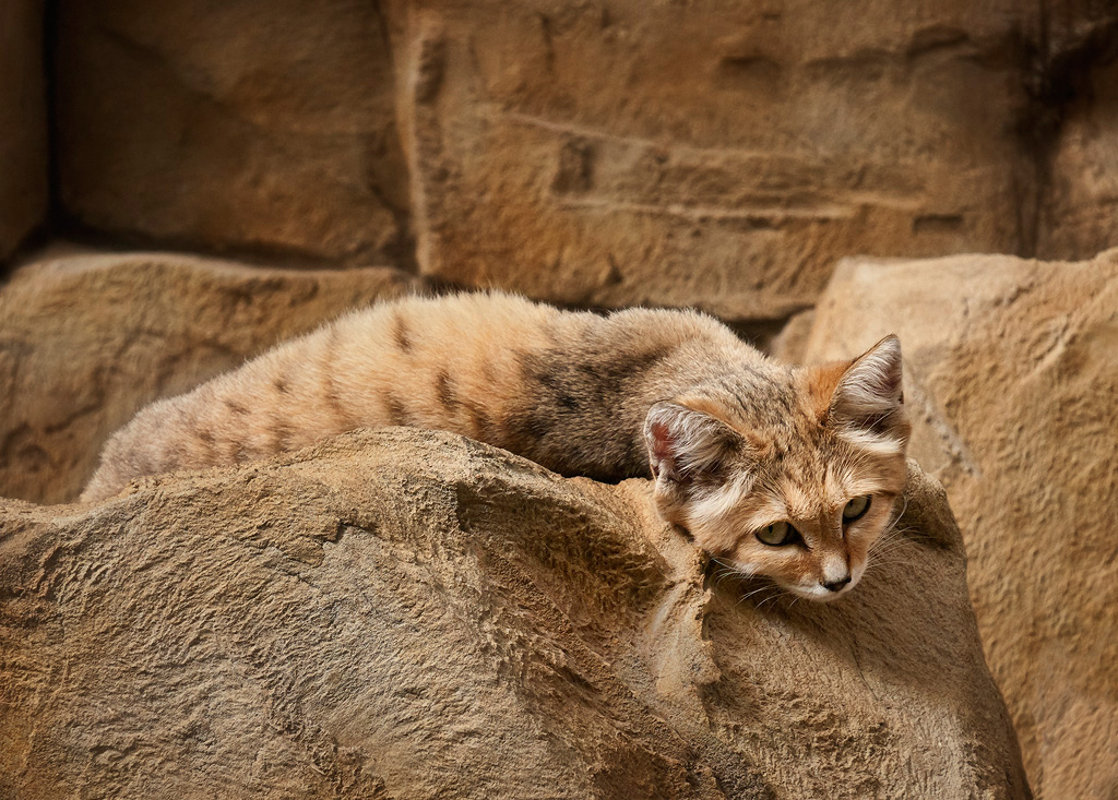 Sand-Cat