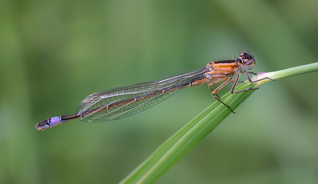 Blue-Tailed Damselfly 10