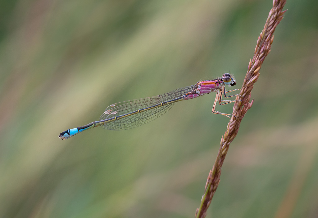 Blue-Tailed Damselfly 9