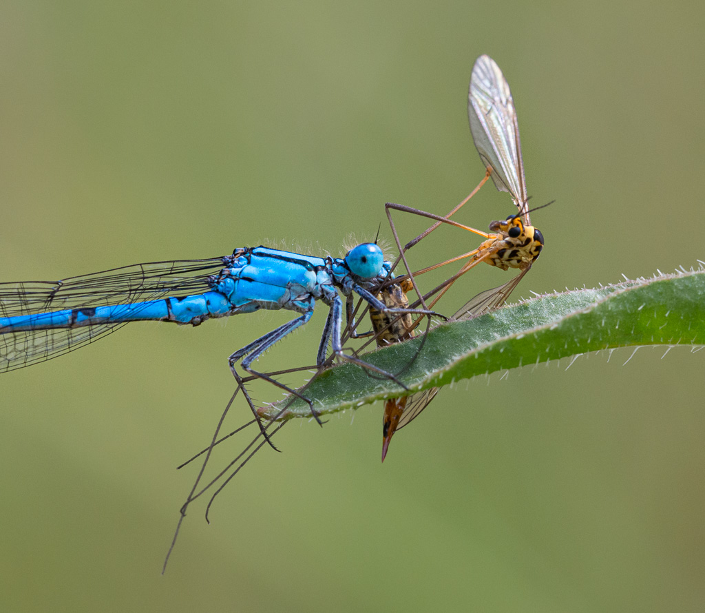 Common Blue Damselfly with Crane Fly 2