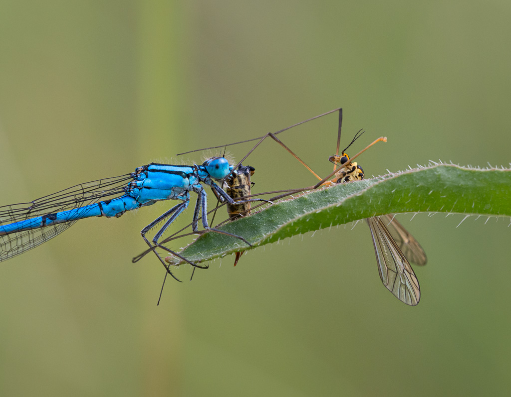 Common Blue Damselfly with Crane Fly 5
