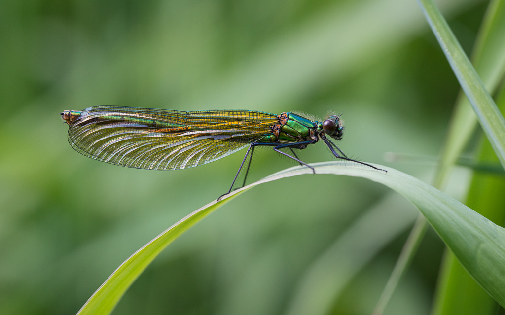 Female Beautiful Demoiselle 3