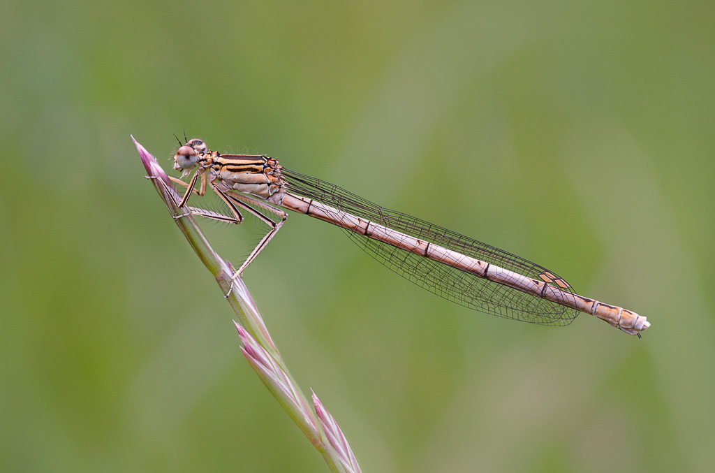 Female White-Legged Damselfly
