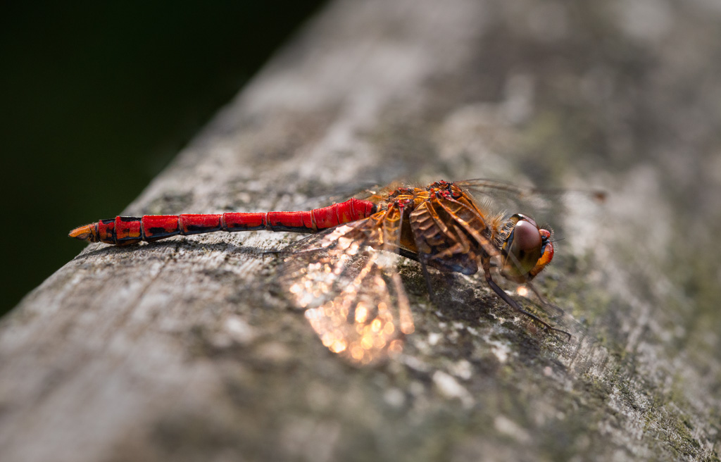 Golden Dragonfly