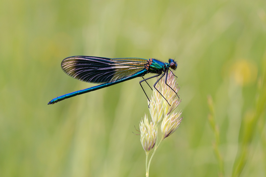 Male Banded Demoiselle 1