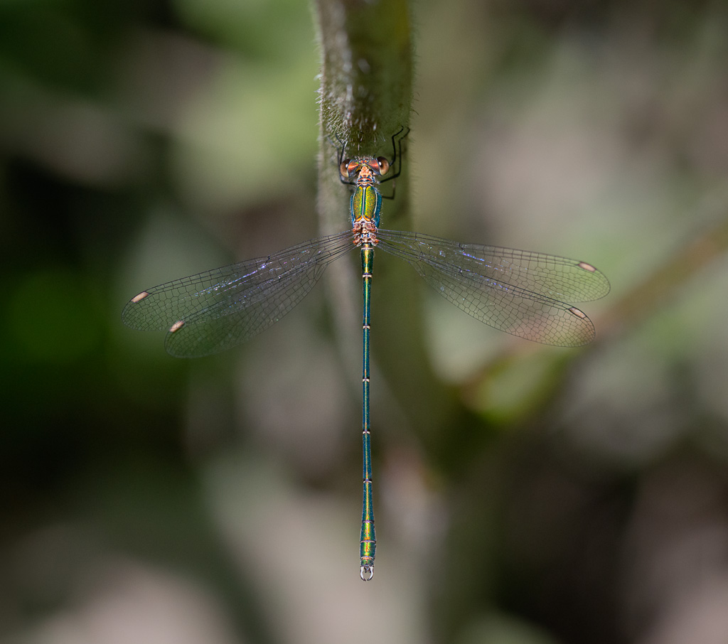 Willow Emerald Damselfly 1