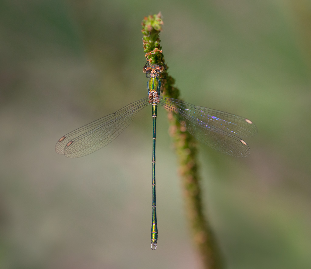 Willow Emerald Damselfly 2