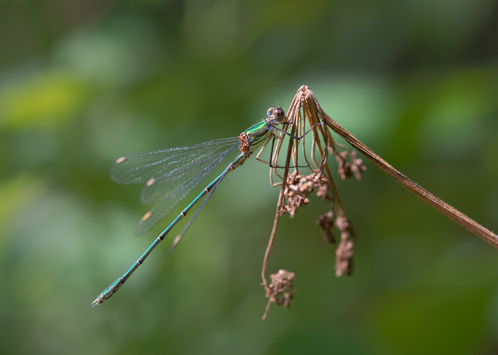Willow Emerald Damselfly 3