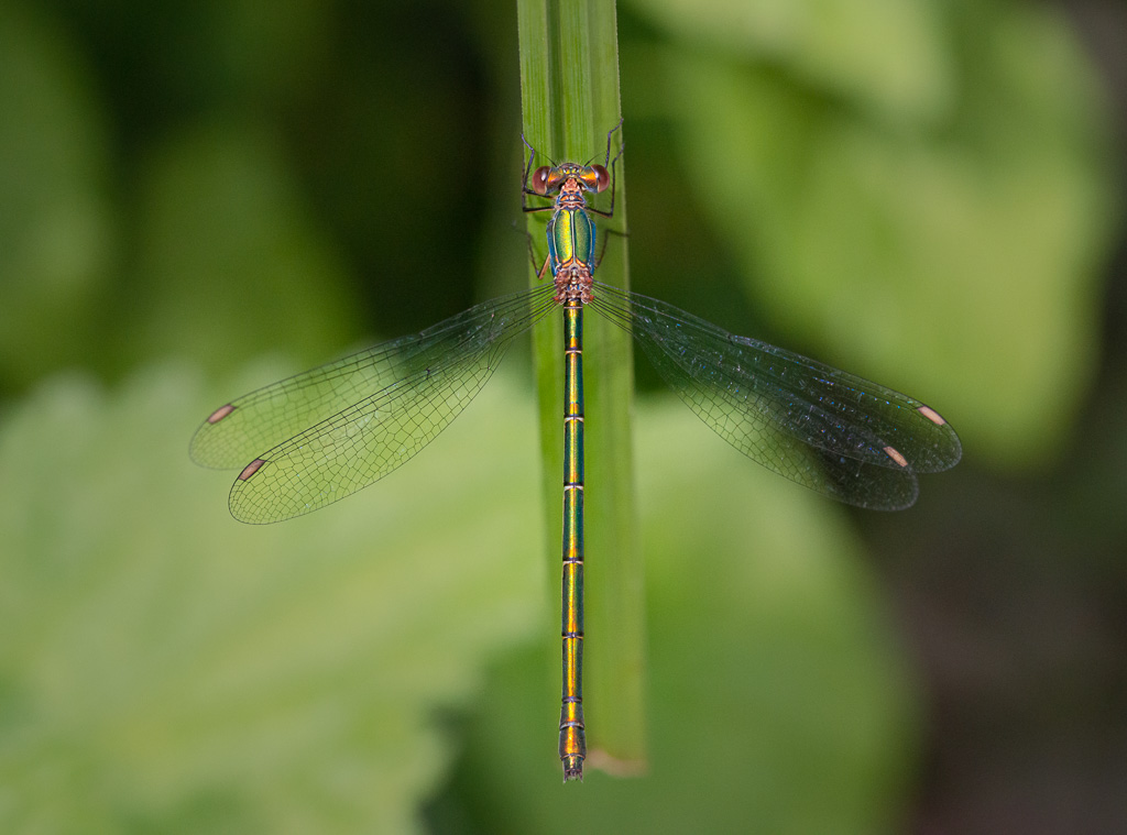 Willow Emerald Damselfly 4