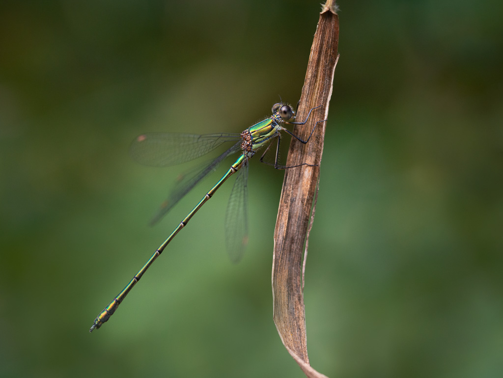Willow Emerald Damselfly 6