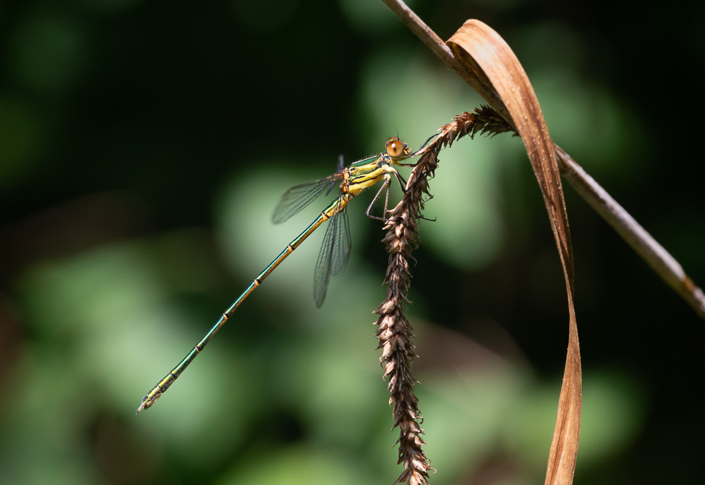 Willow Emerald Damselfly 7