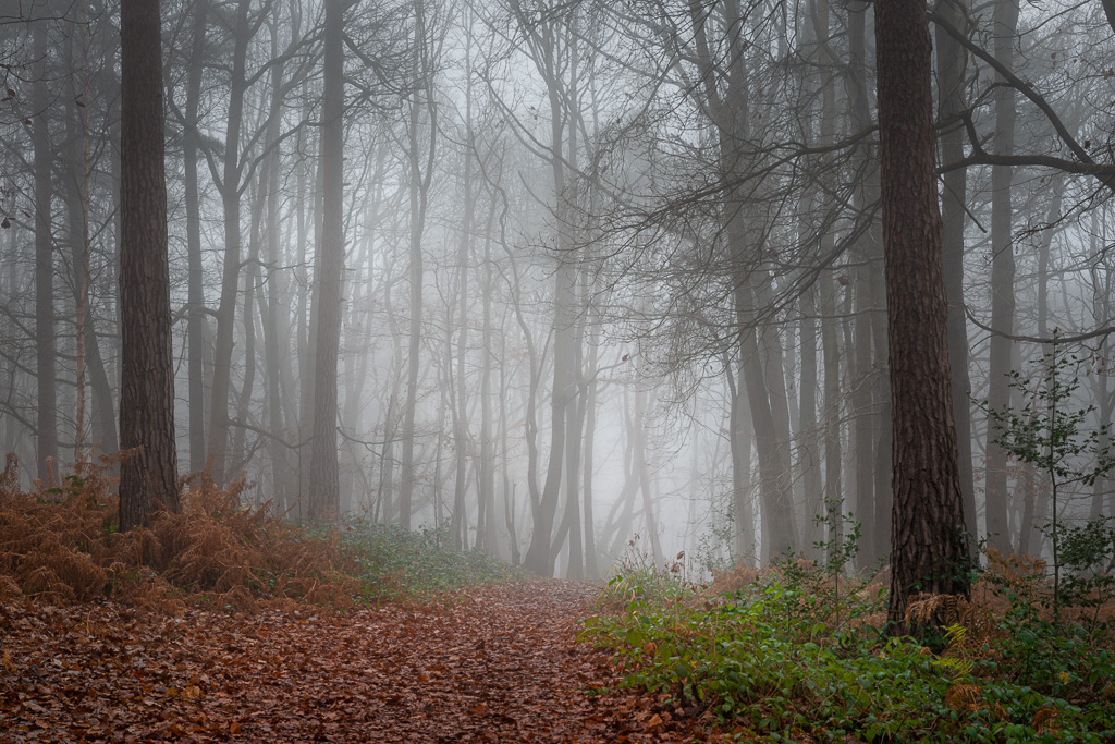Foggy Pembury Woods
