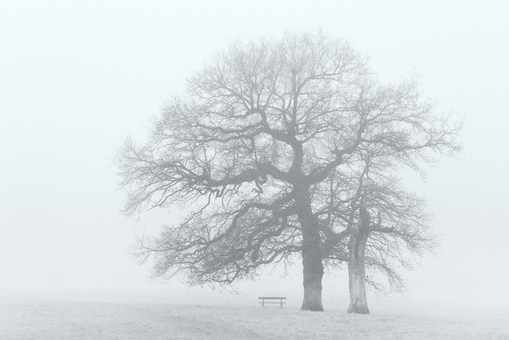 Foggy Tree and Bench