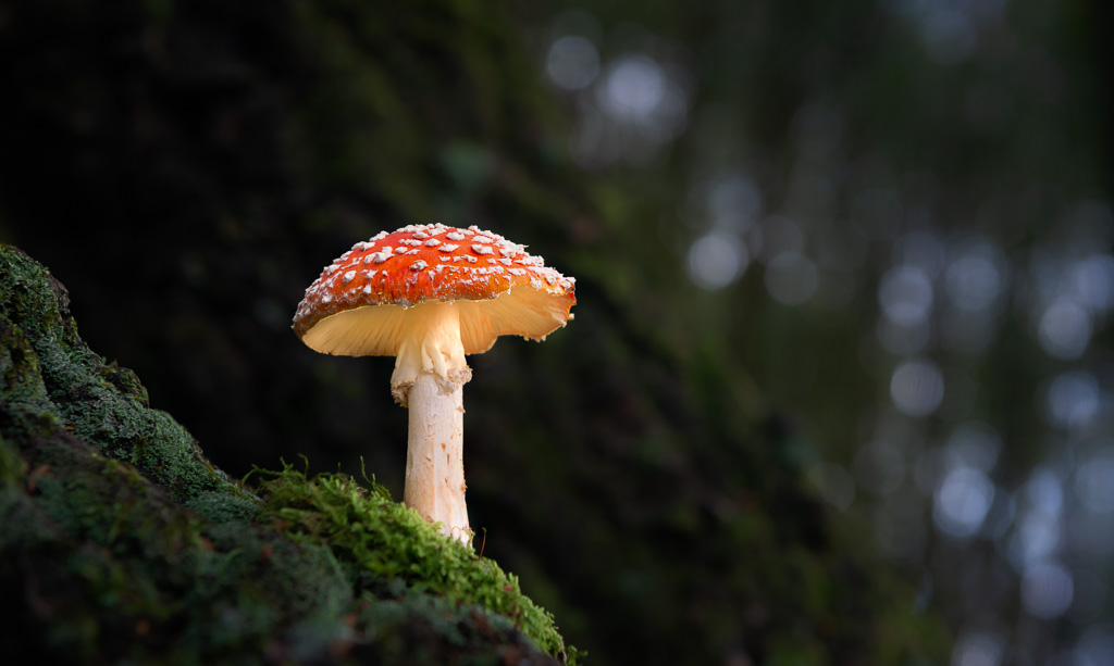 Fly Agaric