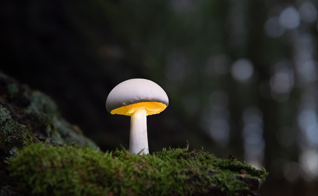 Glowing Mushroom