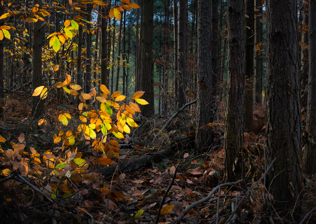 Last Rays