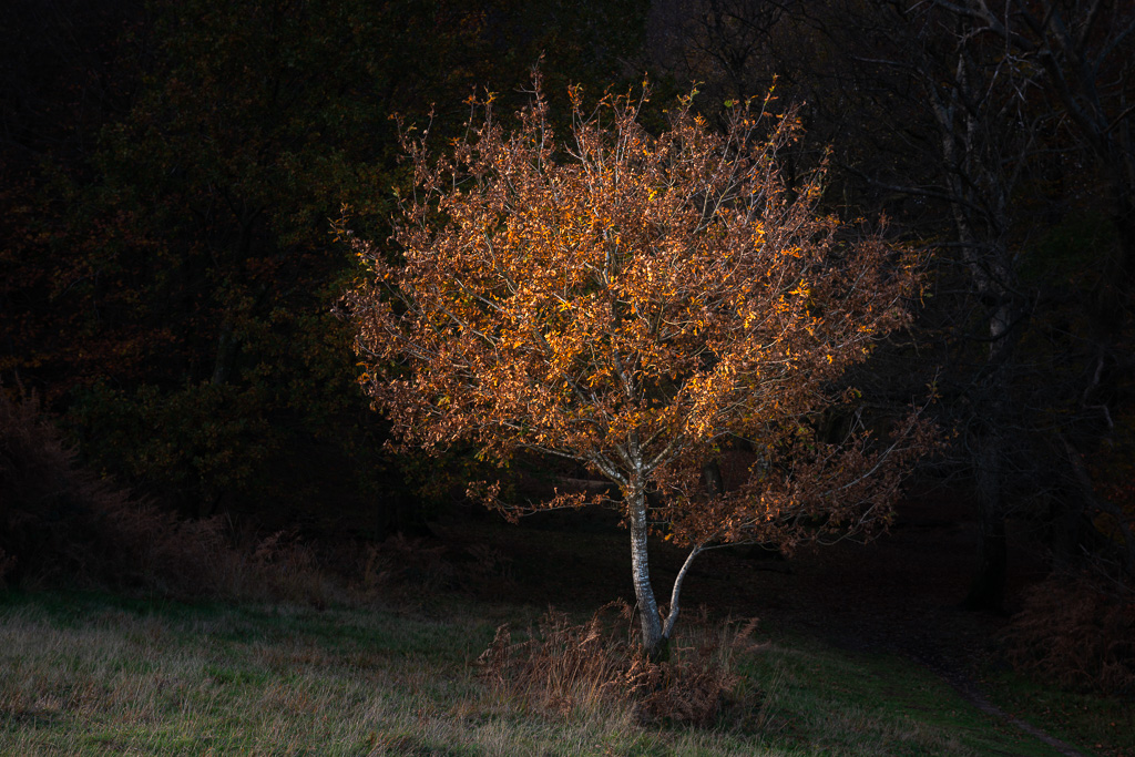 Little Autumn Tree
