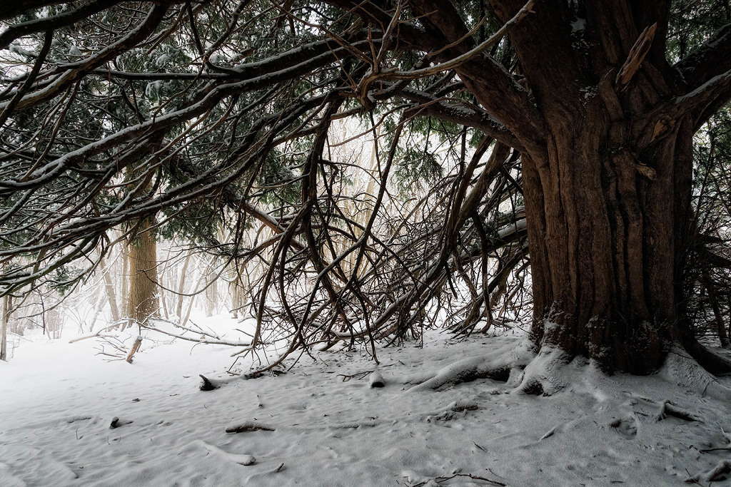 Tree in the Snow