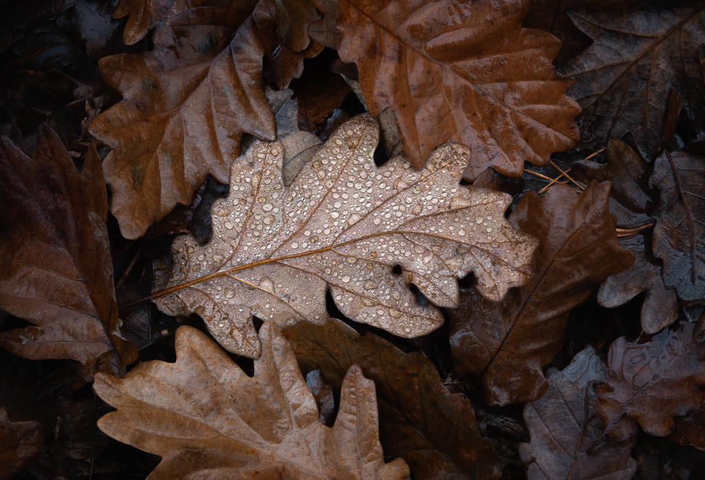 Wet Leaf