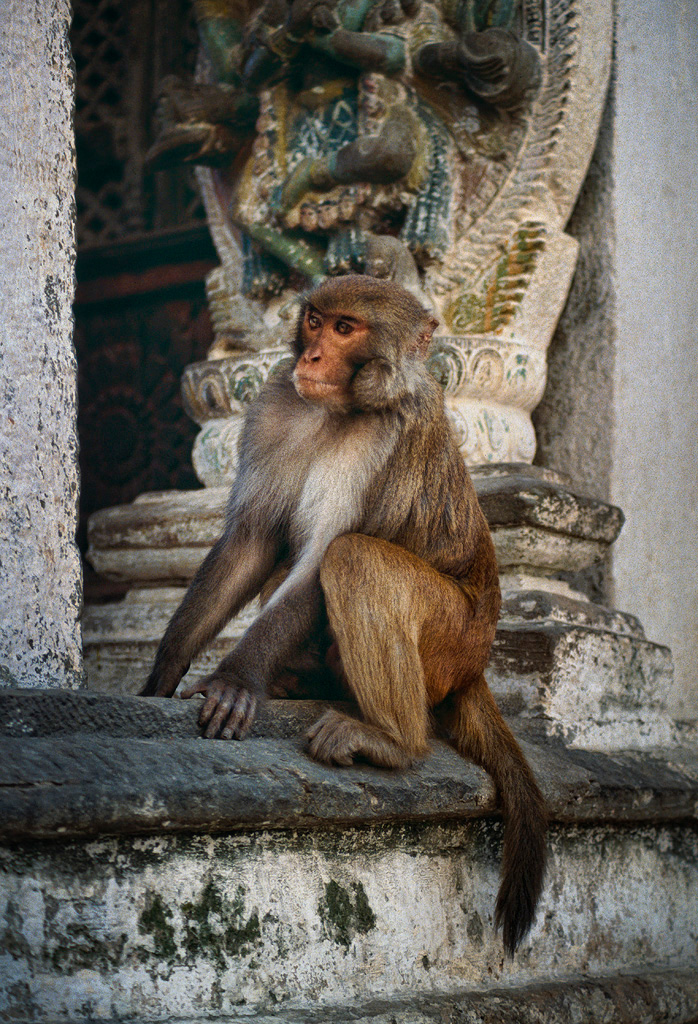 Monkey