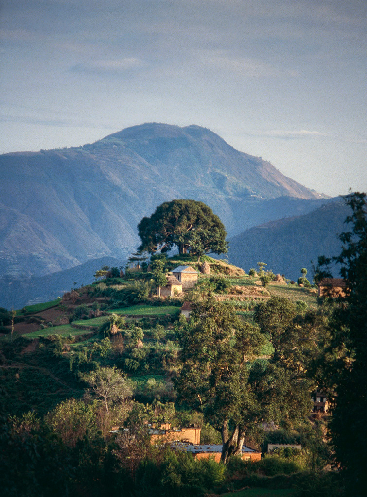 Tree on Hill
