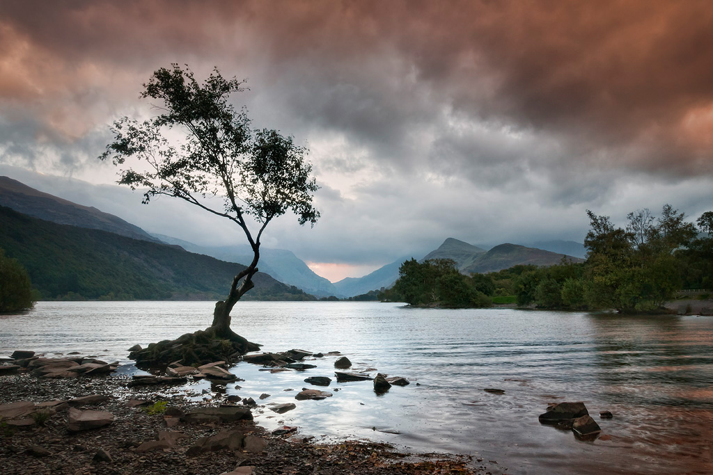 Padarn Tree