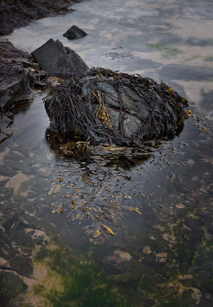 Seaweed
