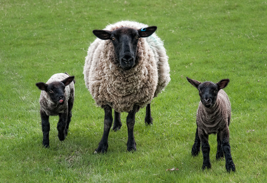 Sheep-and-Lambs