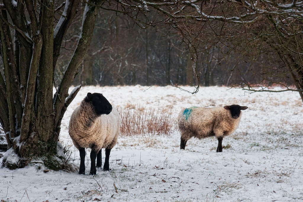 Sheep-in-the-Snow1