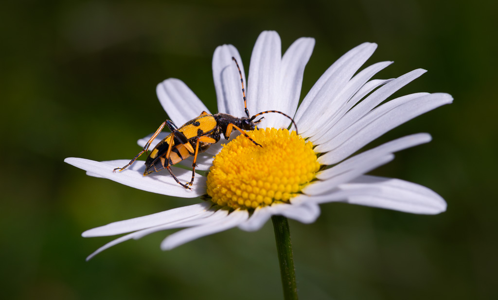 Black and Yellow Longhorn Beetle 3