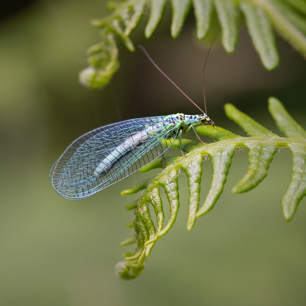 Blue Lacewing