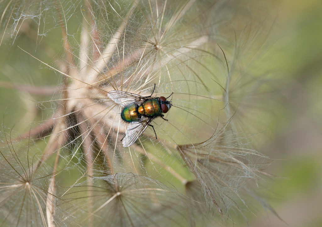 Fly on Meadow Salsify