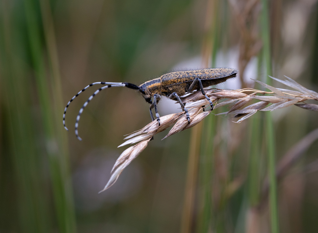Golden Bloomed Grey Longhorn Beetle 2