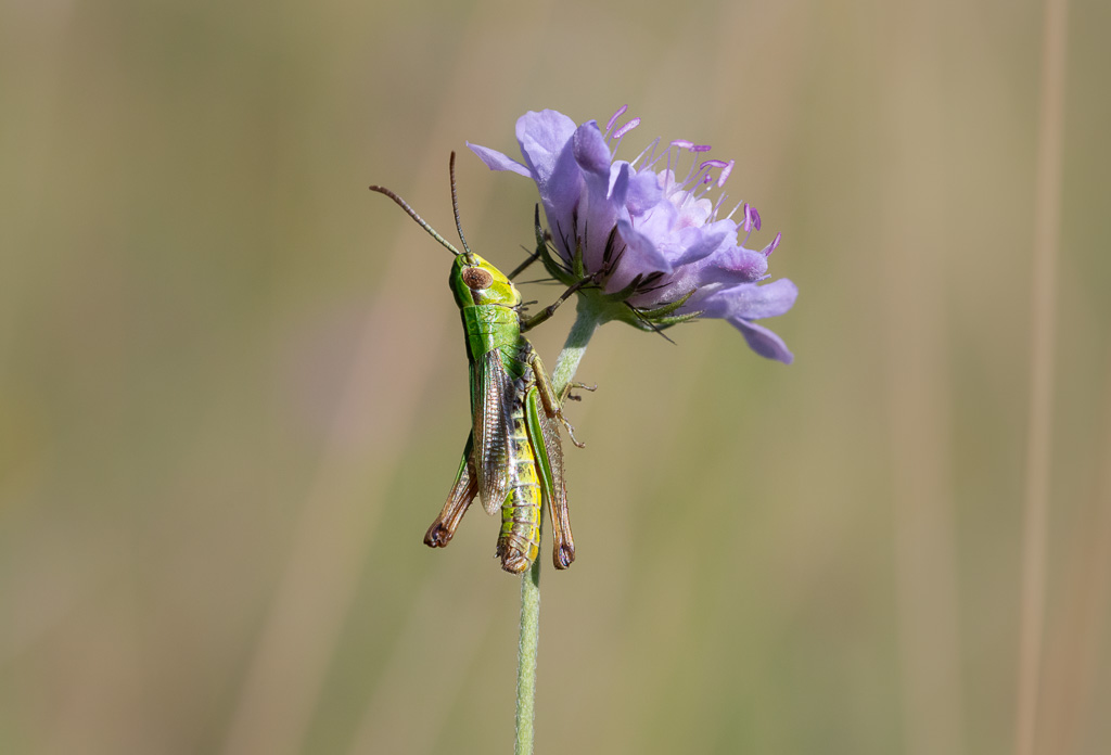 Grasshopper on Scabious