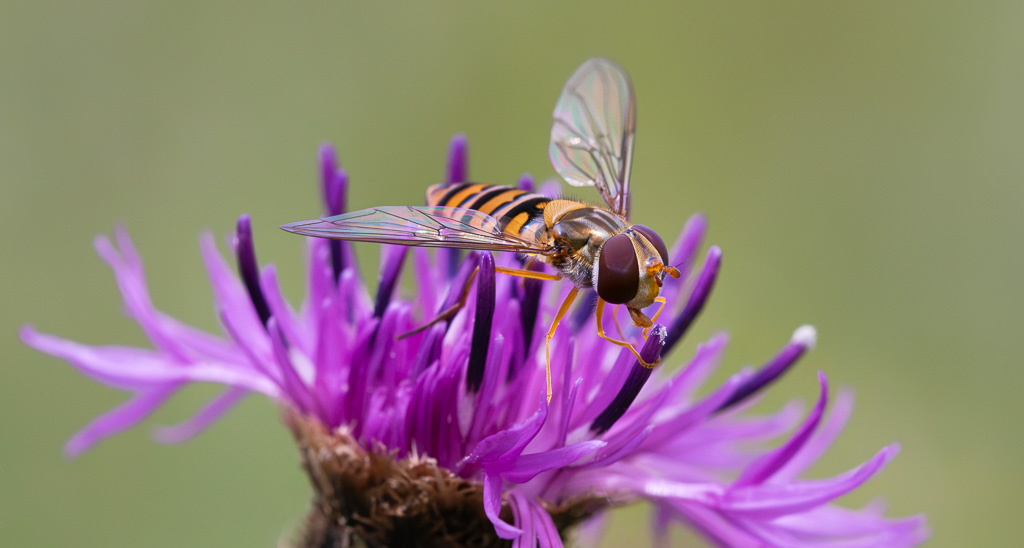 Marmalade Hoverfly 1