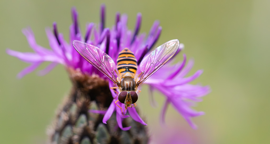 Marmalade Hoverfly 2