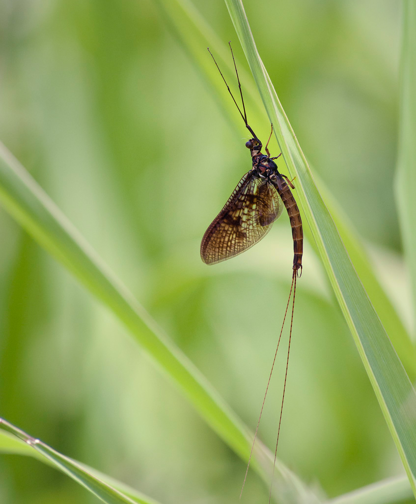 Mayfly
