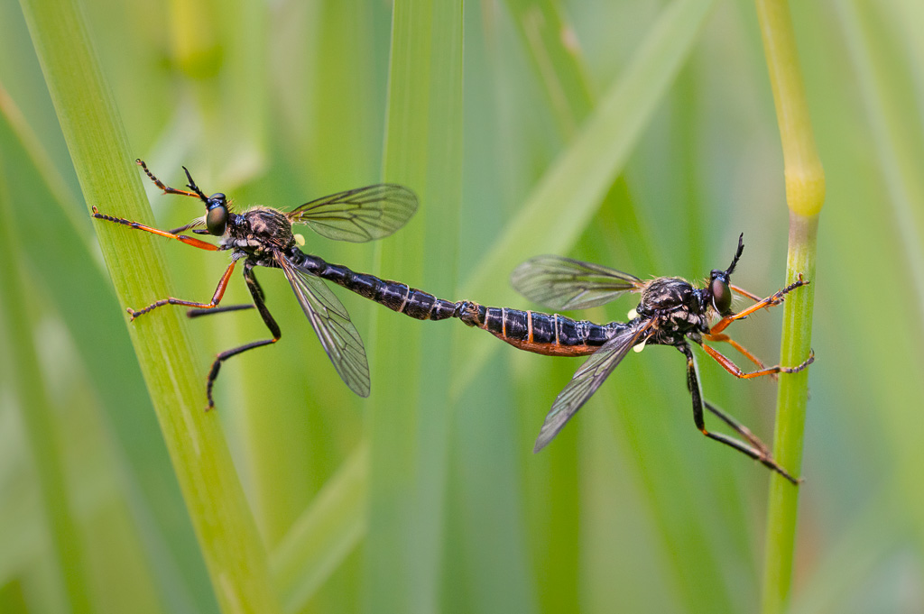 Pair of Robberflies 2