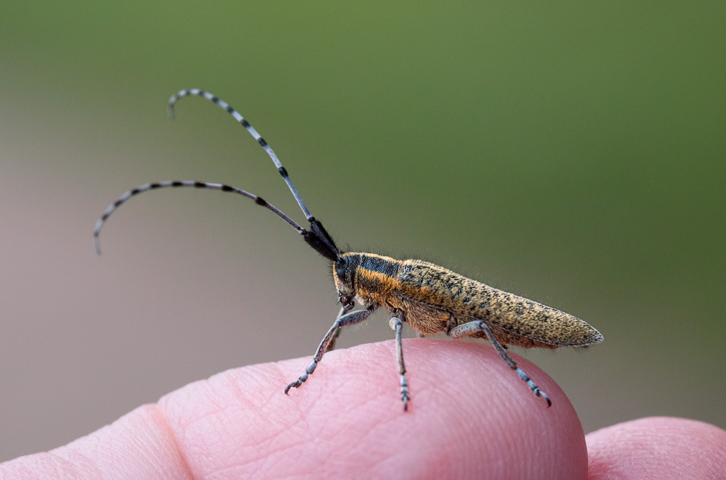 Tame Golden-Bloomed Grey Longhorn Beetle