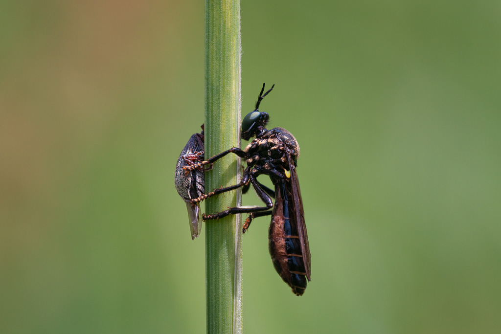 Violet Black Legged Robber Fly
