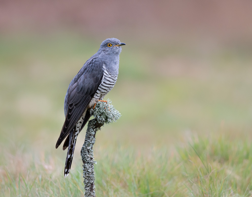 Colin the Cuckoo 3