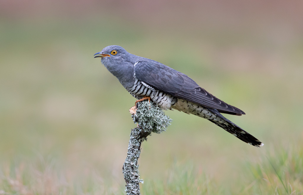 Colin the Cuckoo 6