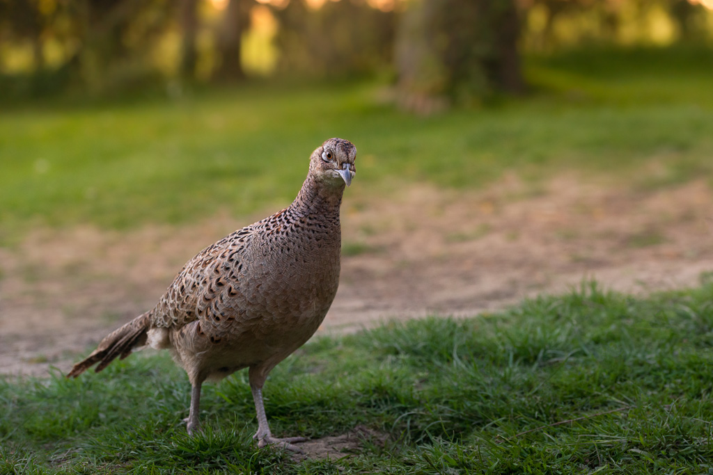 Female Pheasant