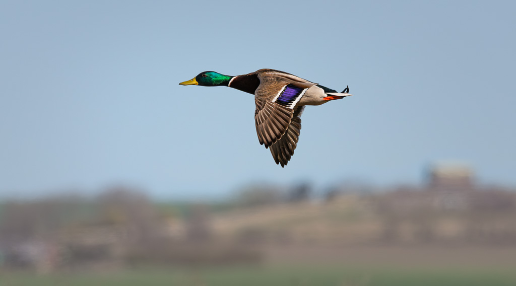 Mallard in Flight