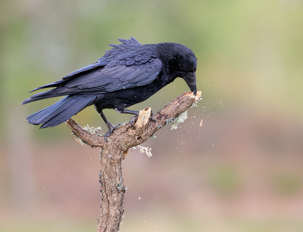 Thursley Crow 1