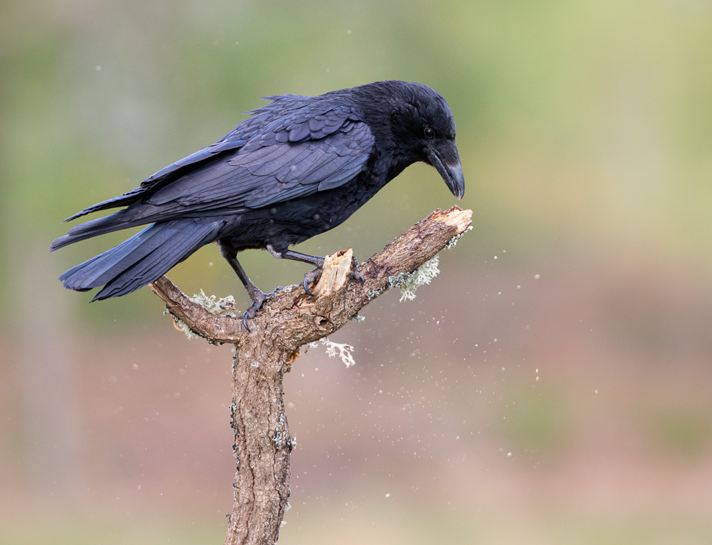 Thursley Crow 2