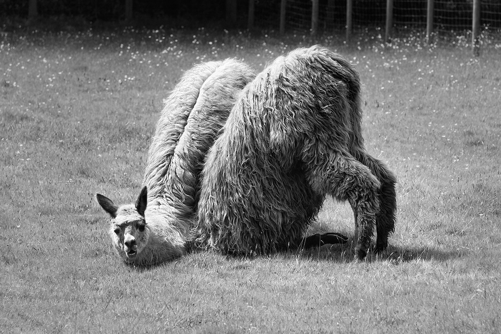 Does-my-Bum-Look-Big-in-This