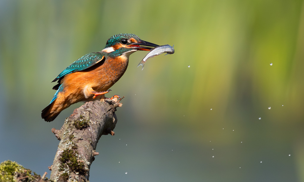 Kingfisher in the Sun 1