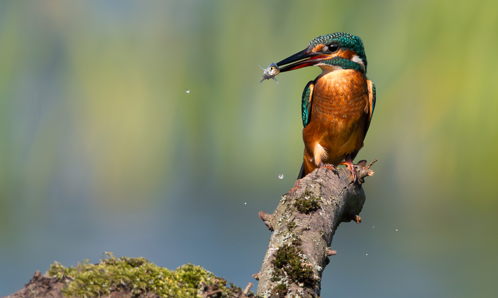 Kingfisher in the Sun 3