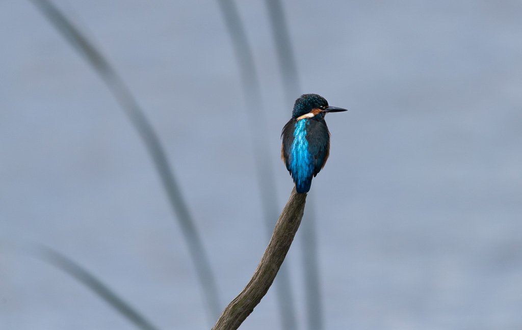 Kingfisher 6